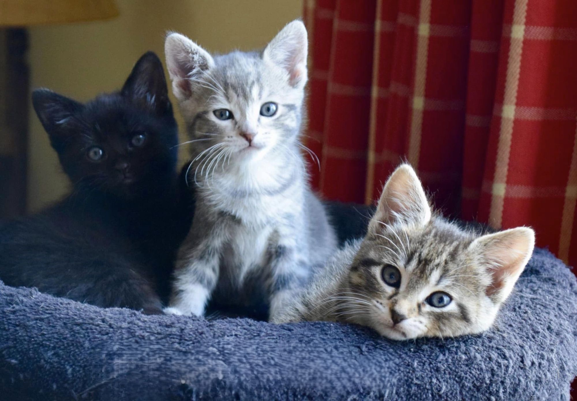 Three kittens in a cosy bed