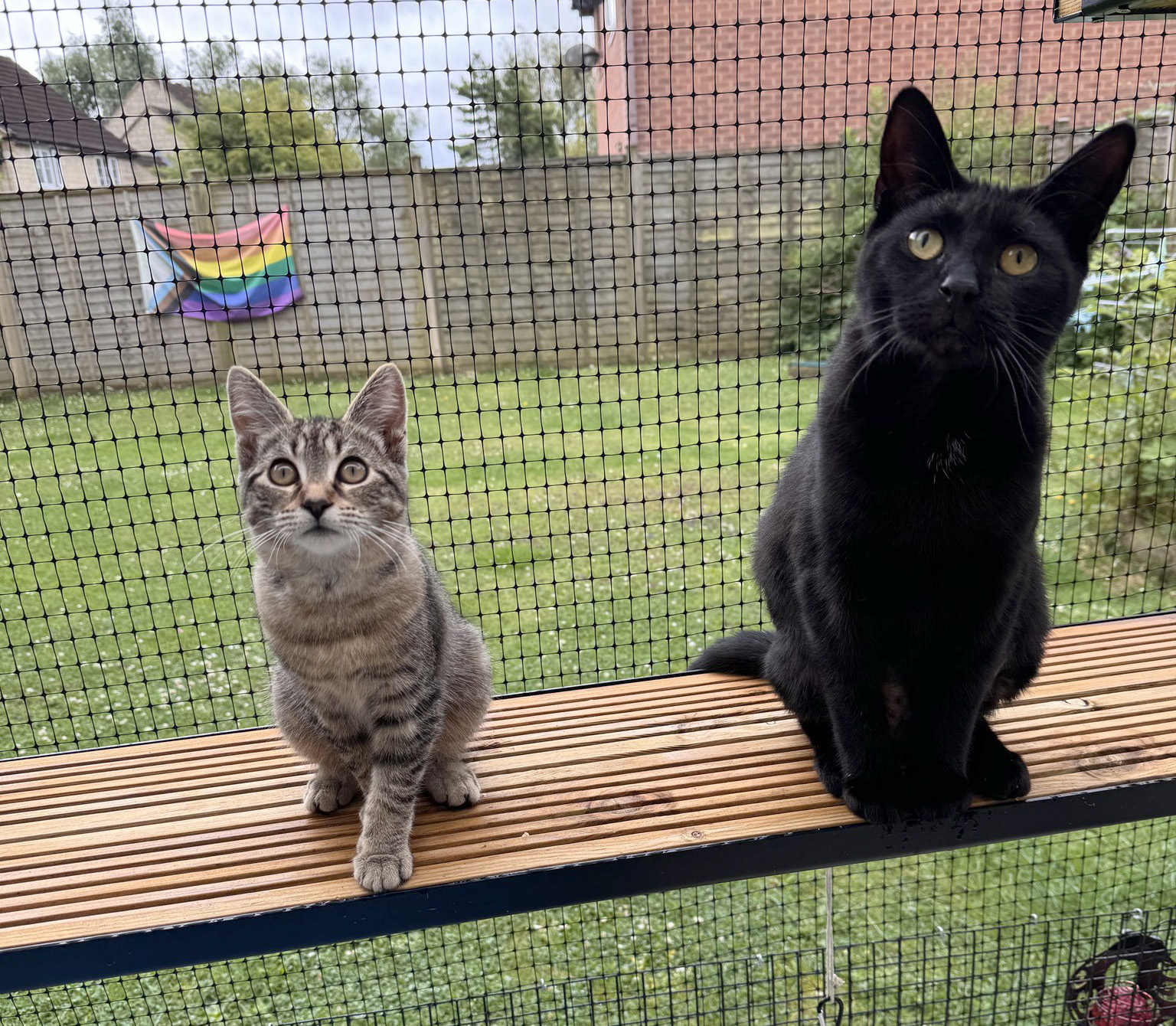 Tabby kitten and adult black cat side by side on bench with garden setting behind