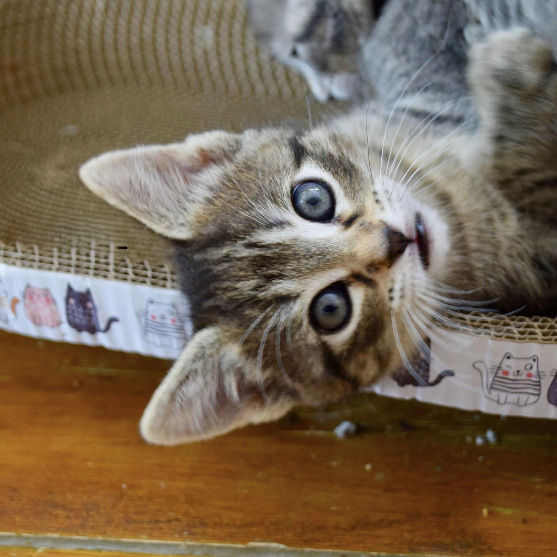 Tabby kitten looking on sideways