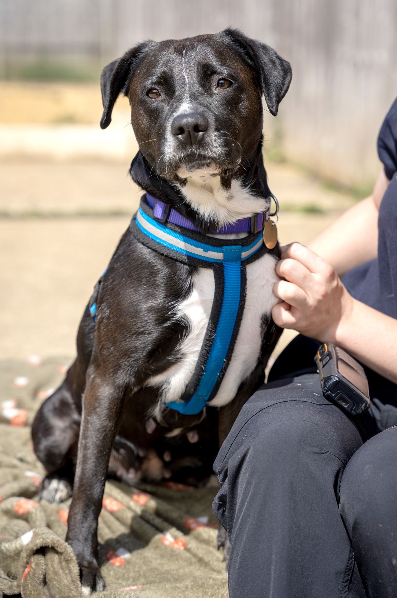 Picture of a soulful looking black and white dog, with their carer at BCDH