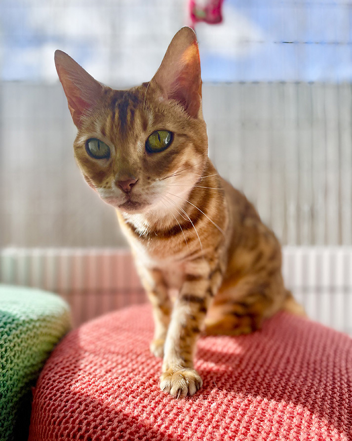 Bengal cat in a rescue setting