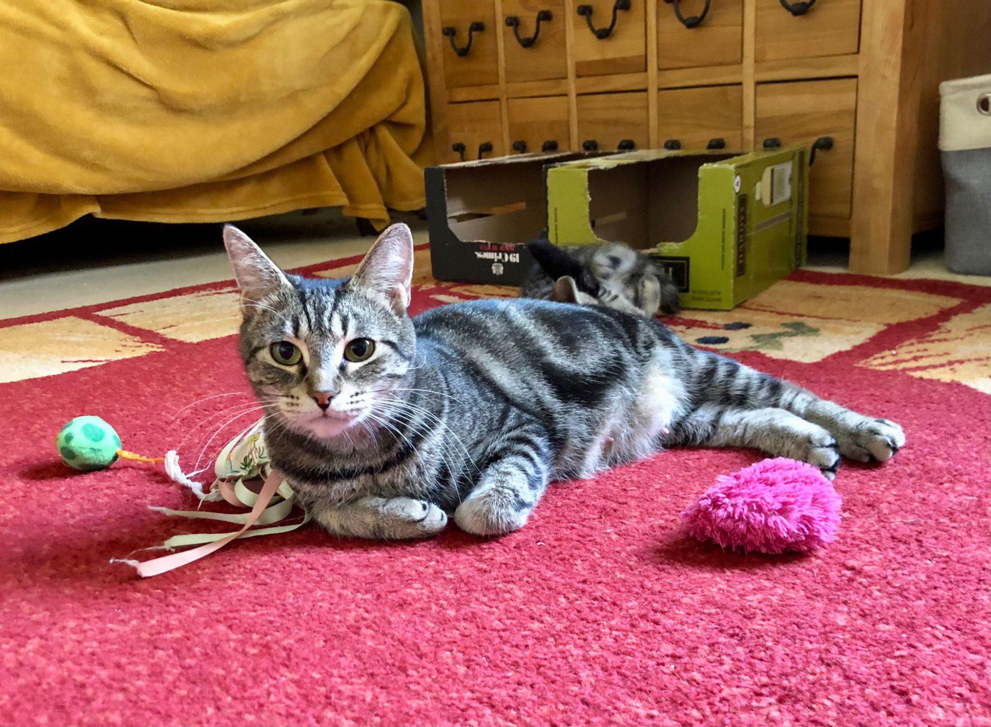 Mum cat Lola with toys, taking a playful break