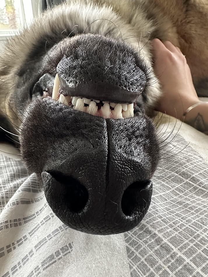 Close up of dog nose which is upside down so you can see a toothy grin