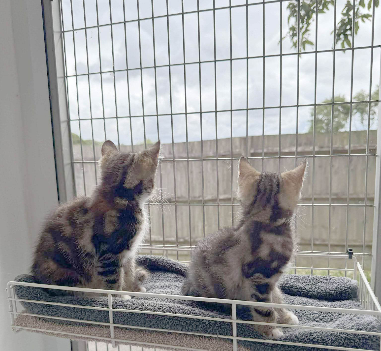 Two kittens in mirror image looking outside