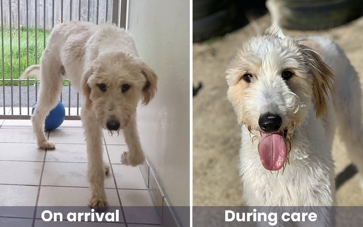 Morris the lurcher before and after photos