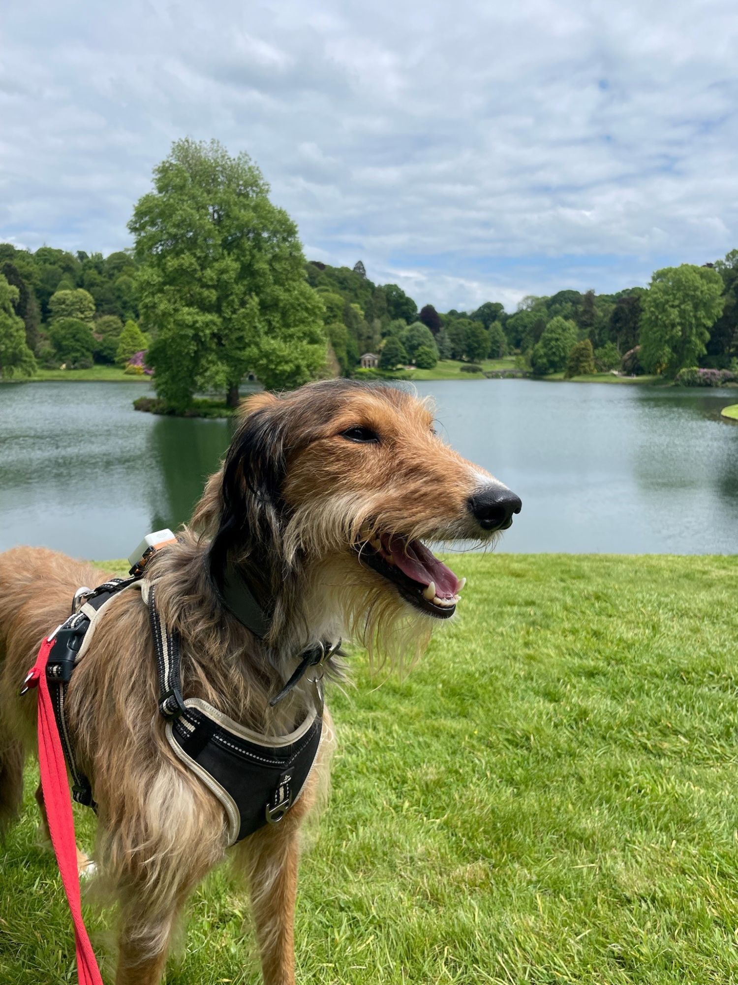 Norman adoption update
