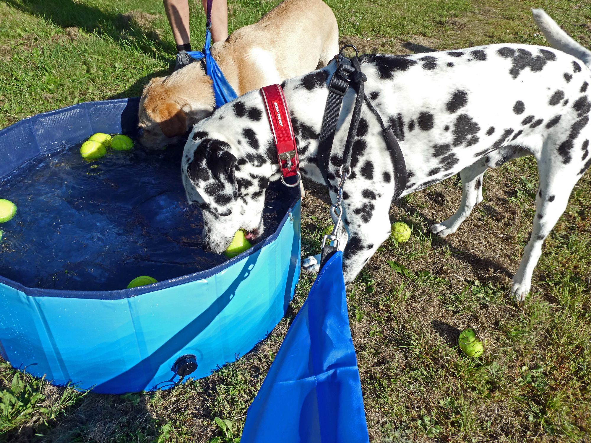 Harri The Dalmation