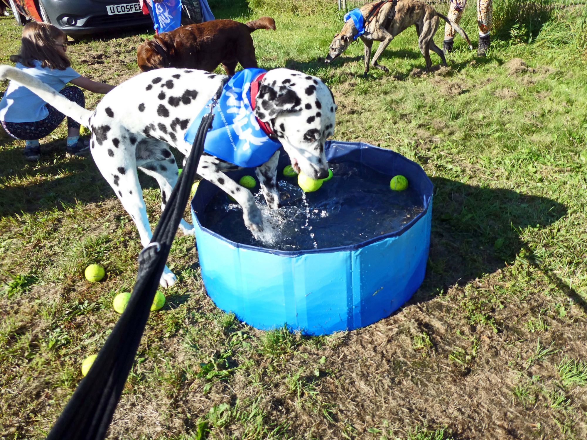 Harri Hydrating at Wag Walk