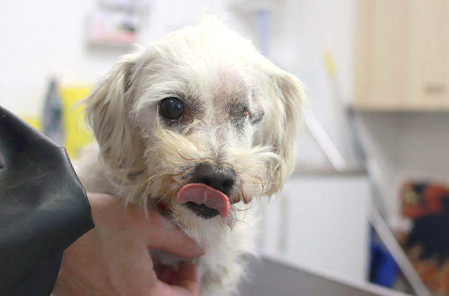 Peggy in the vet suite on arrival