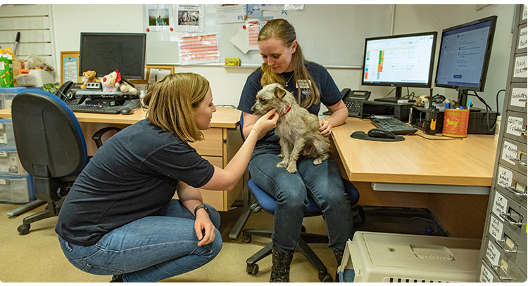 Staff in the office petting a cute dog