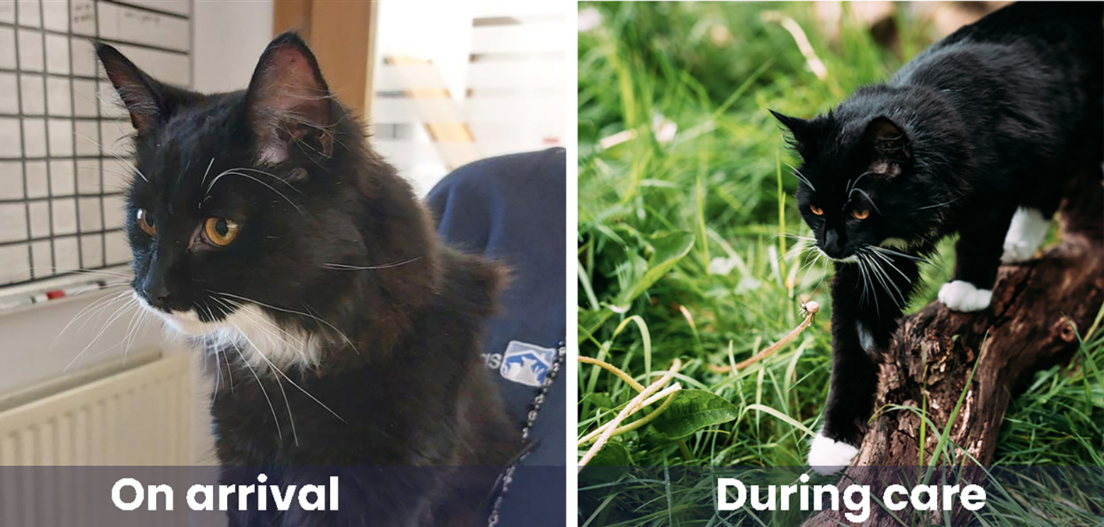 Cat Reuben on intake day and during his stay at BCDH enjoying the cat garden