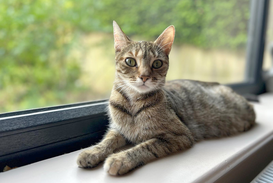 Tabby cat Rosalina on the window sill