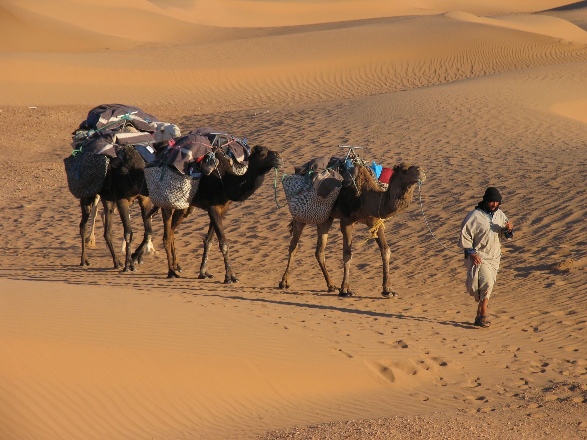 Berber guide and camels trekking in the Sahara