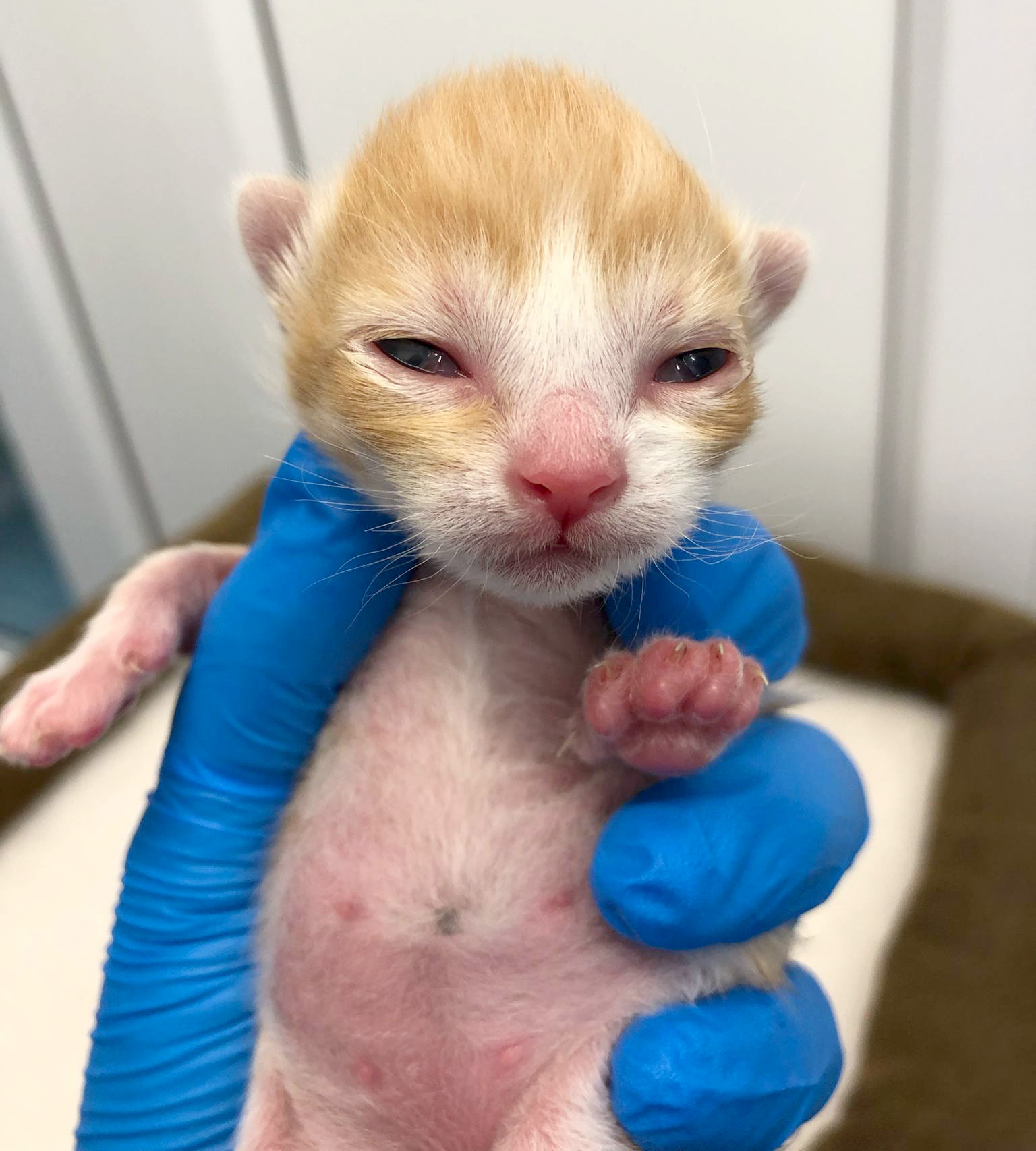 Ginger and white kitten being held in a gloved hand