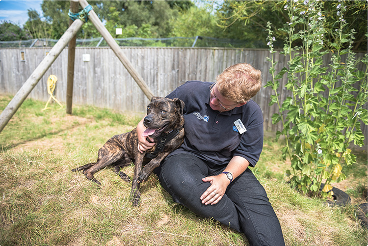 Staff with dog in the paddock