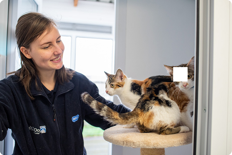 Staff in the cattery