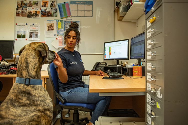 Staff in the office with dog