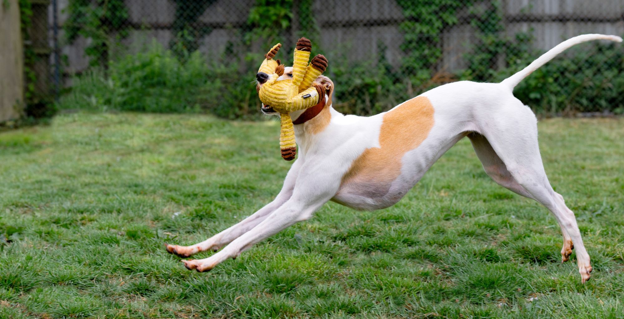 White and tan lurcher dog playing happily with a big soft toy