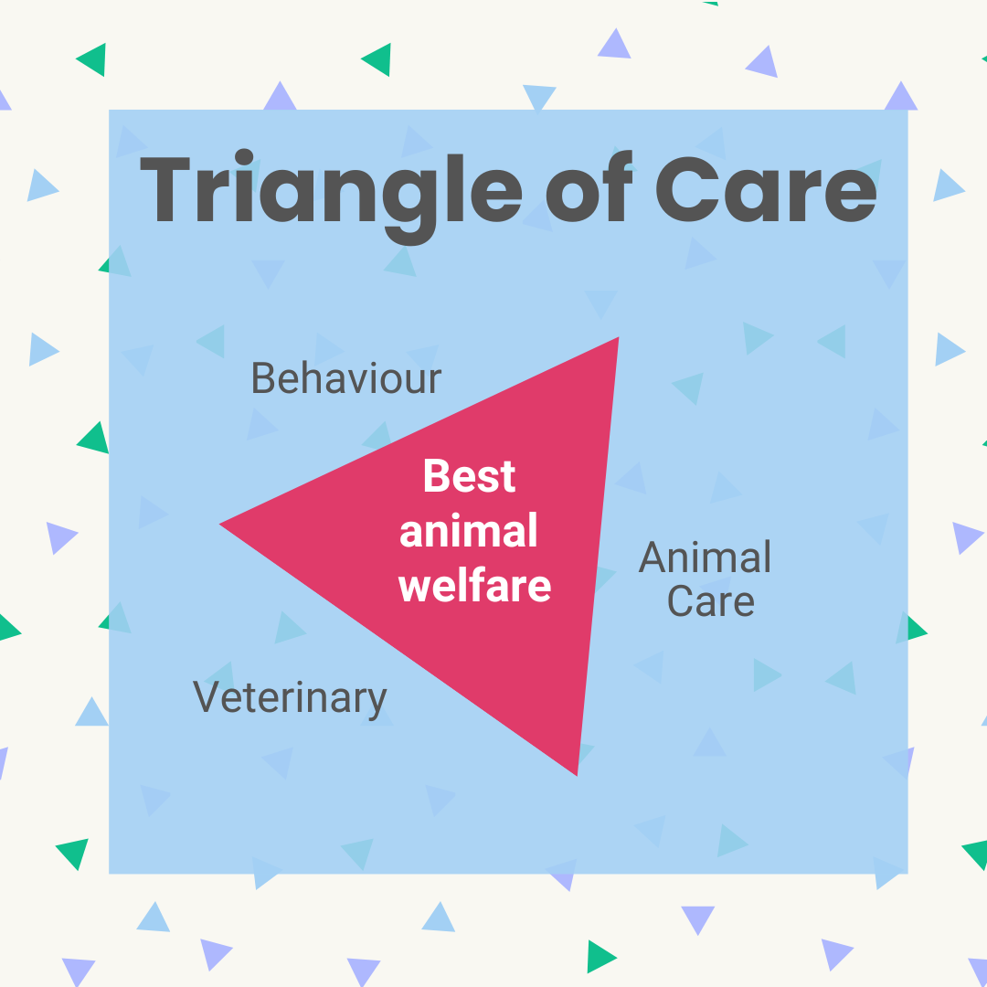 Triangle of care at BCDH, behaviour, vet and animal carers working together