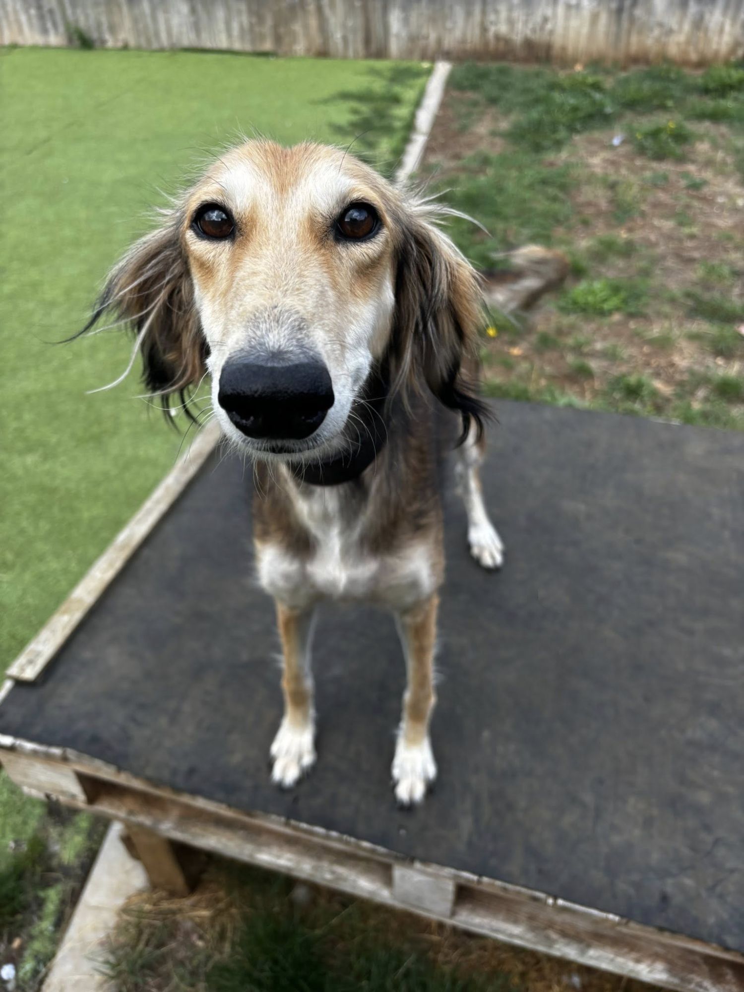 Valerie lurcher enjoying a paddock