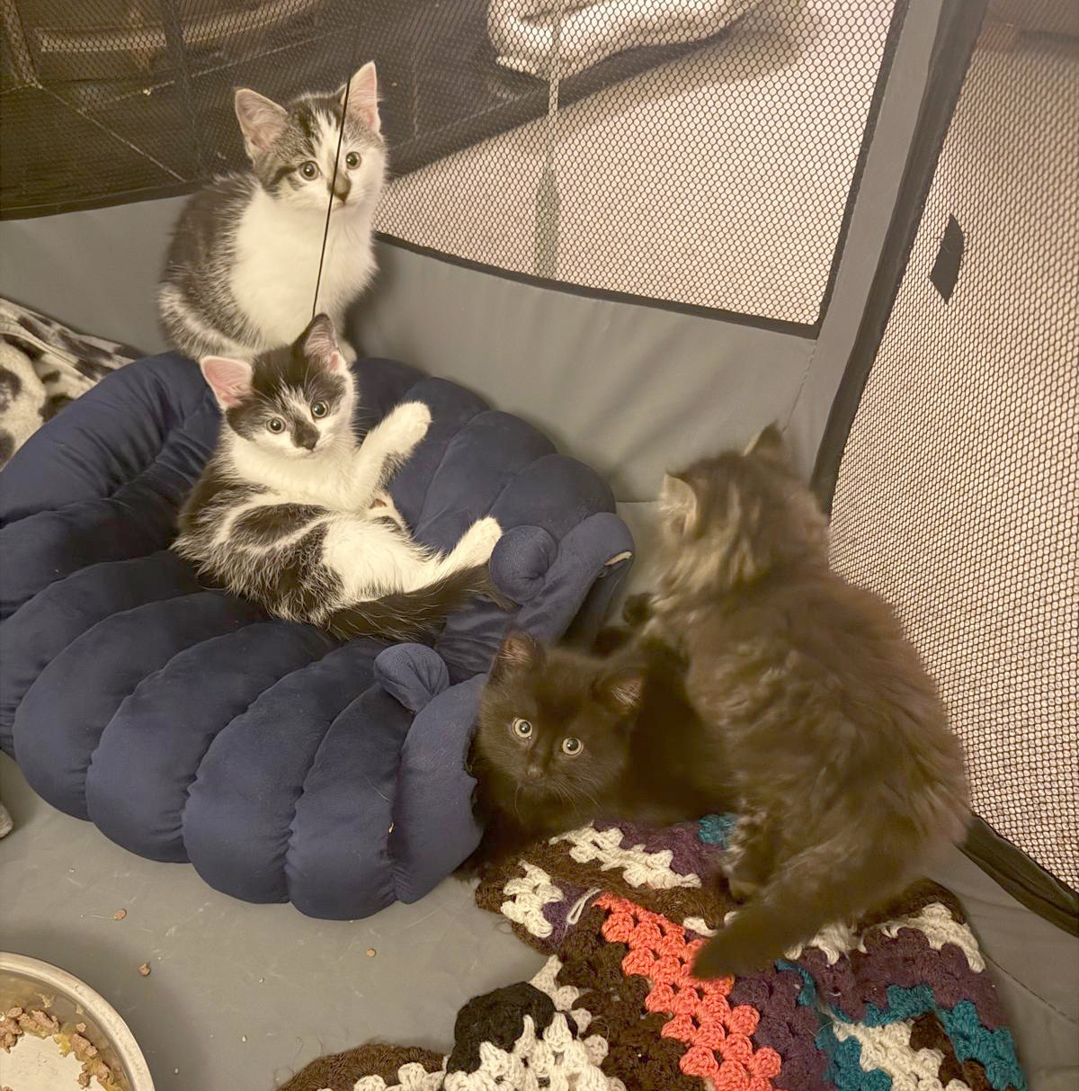 Four kittens in play pen