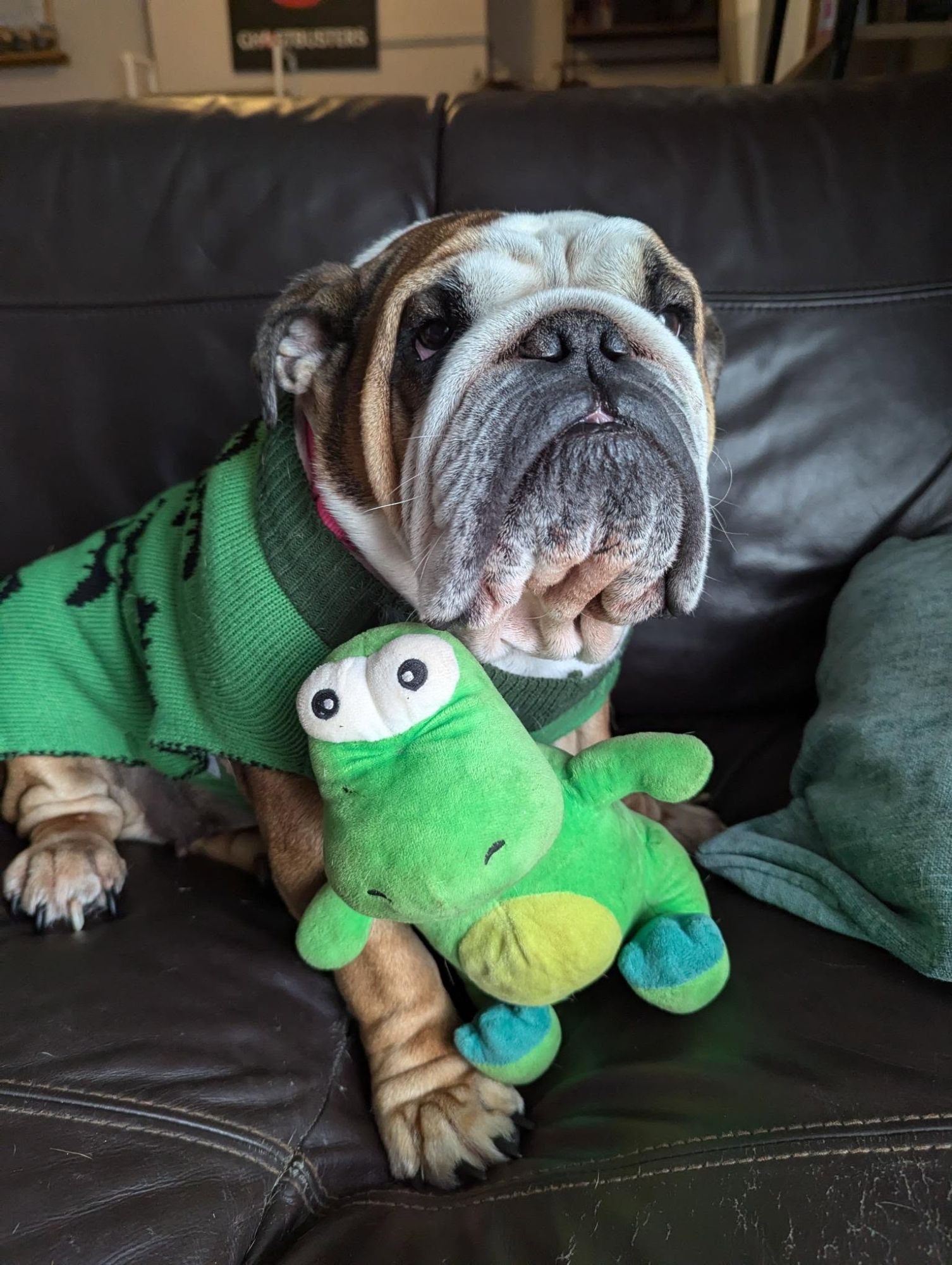 Rescue Dog Zelda Journey to a New Beginning