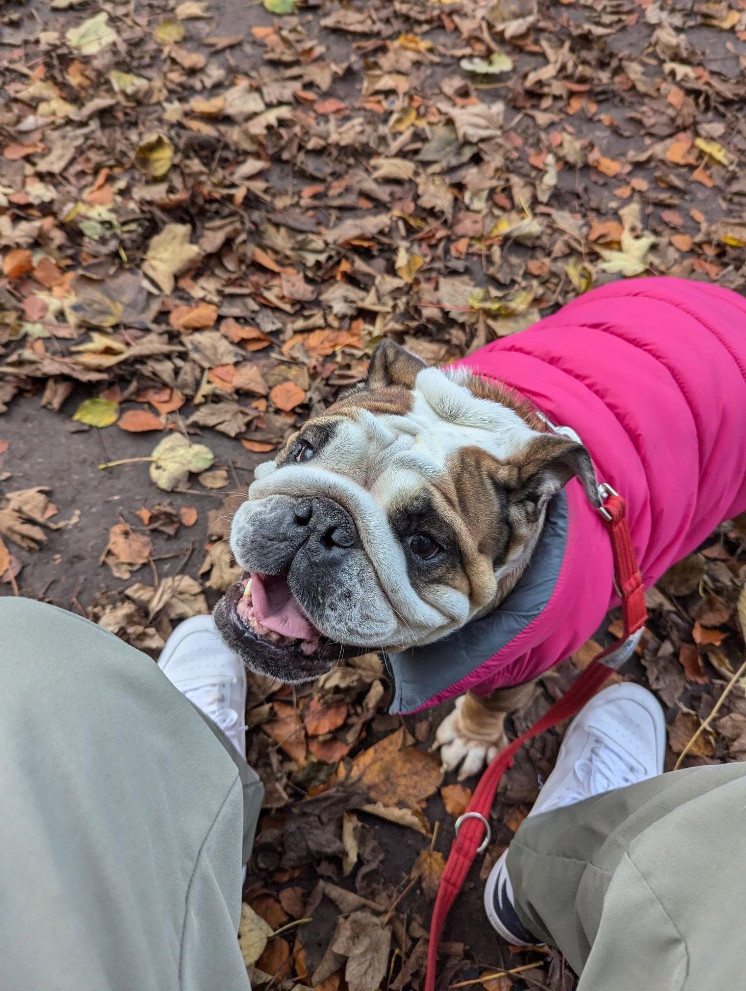 Rescue Dog Zelda Journey to a New Beginning