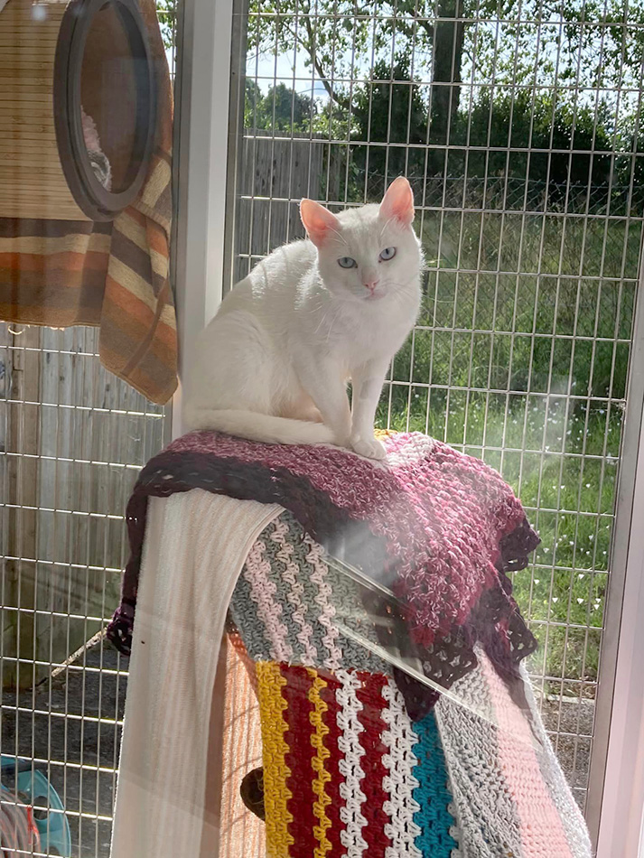 Albie looking wary in his outdoor area