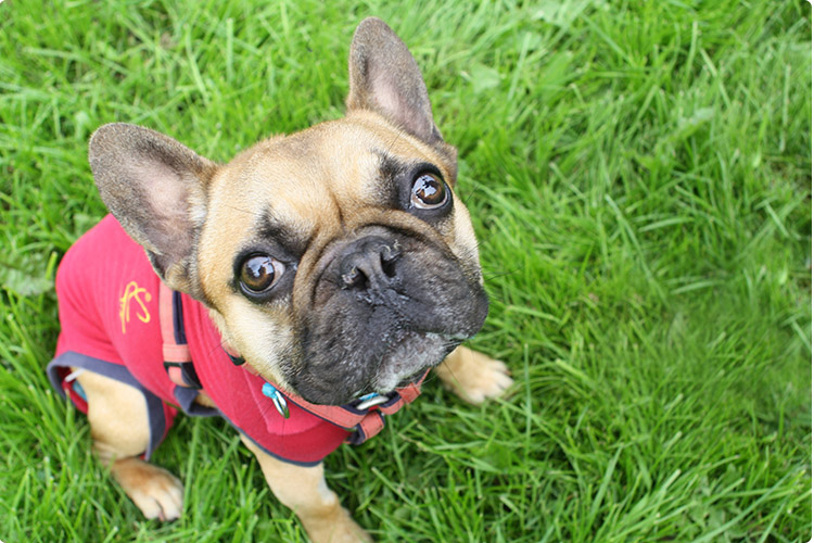 French bulldogs often suffer from health problems because of poor breeding