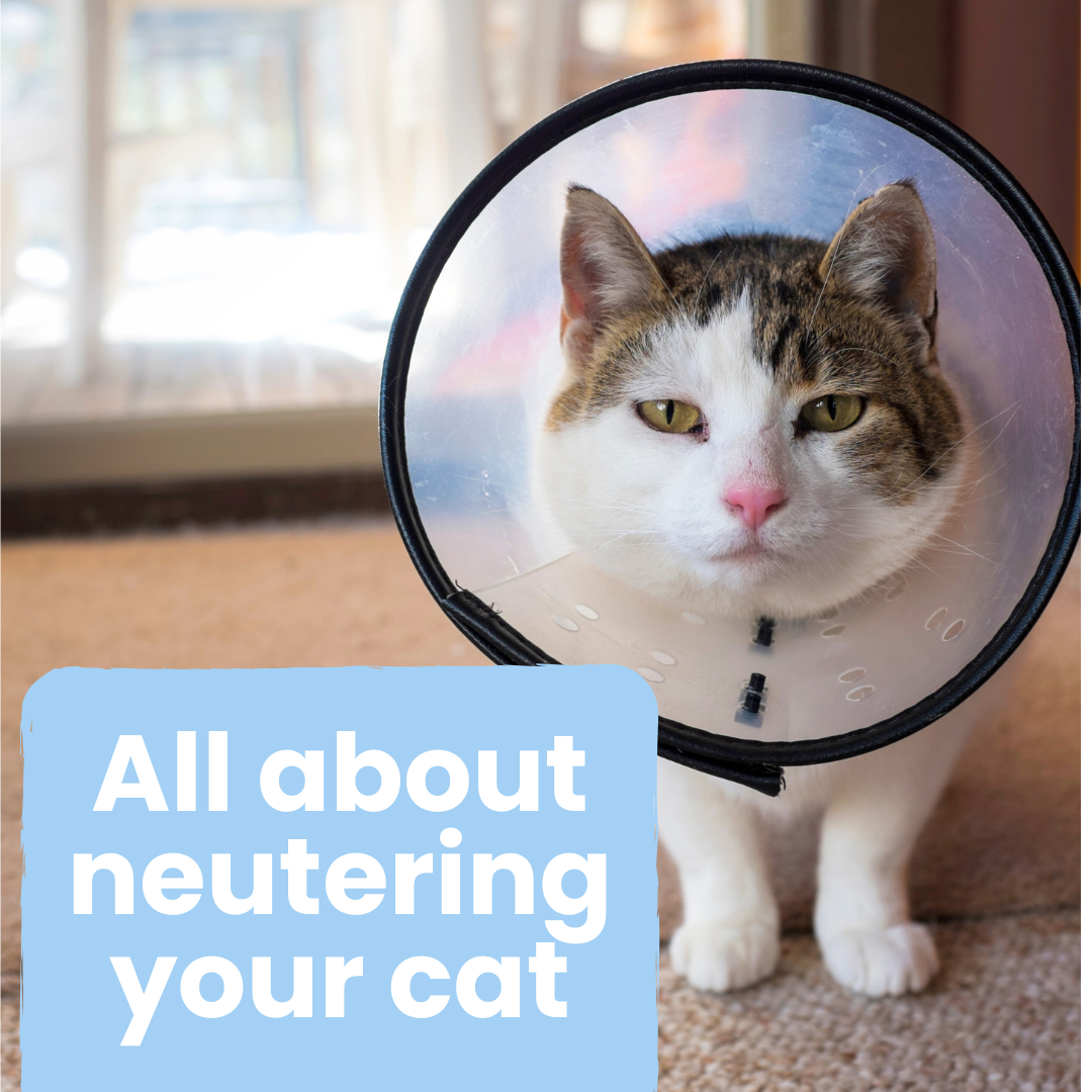 Click here to go to our pet care page about neutering