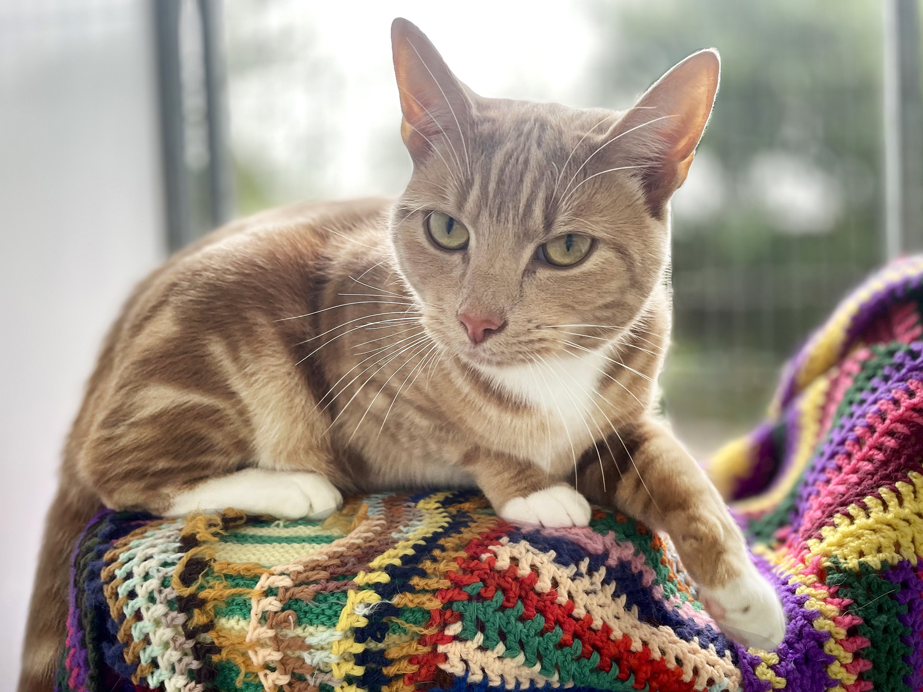 Ginger tabby cat laying on a colourful knitted blanket in a cattery setting, looking like he's about to say hello