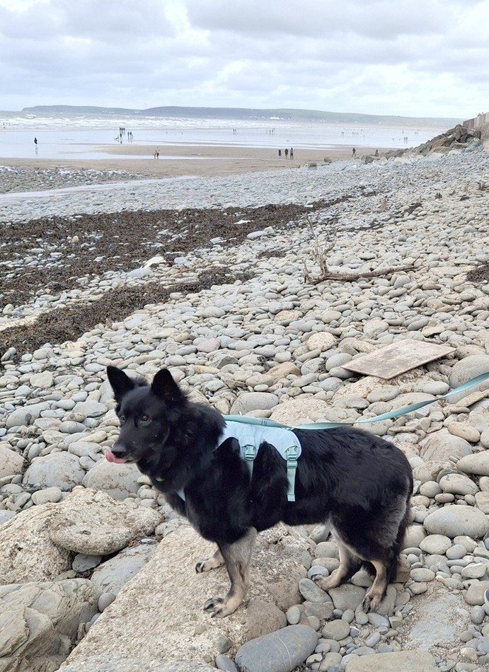 Black german shepherd dog on a pebbly beach