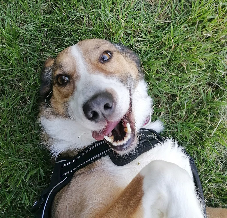 Dog having a tummy tickle