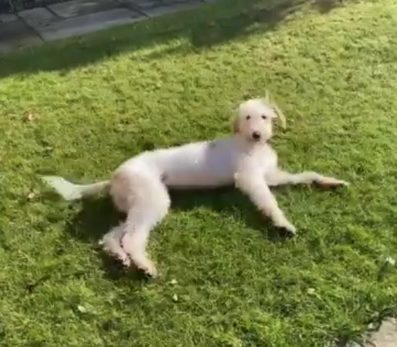 Boris the dog in his adopted home