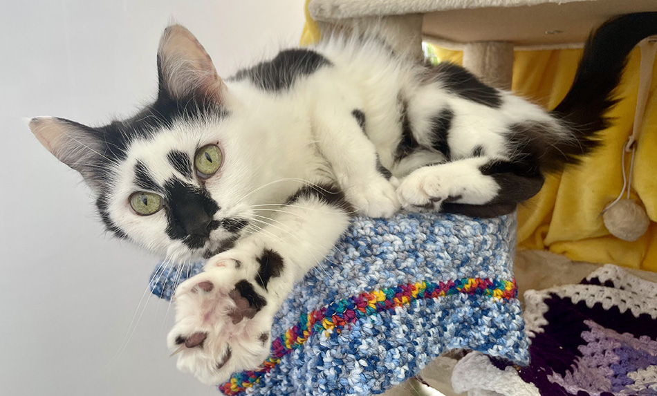 Black and white cat with multi-coloured paw pads