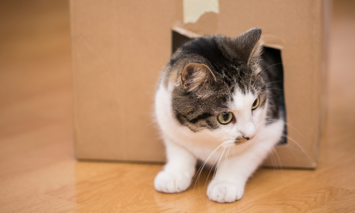 cat in a carboard box made into a play tunnel