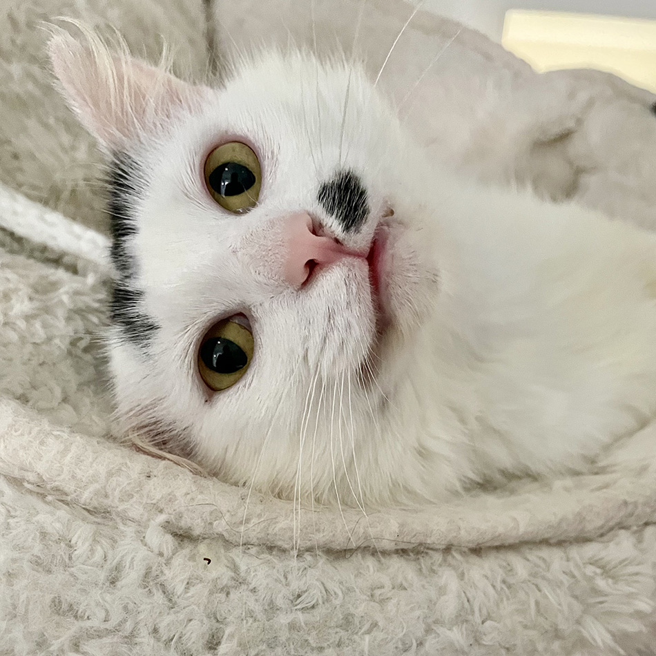 cute white cat relaxing in a cozy bed