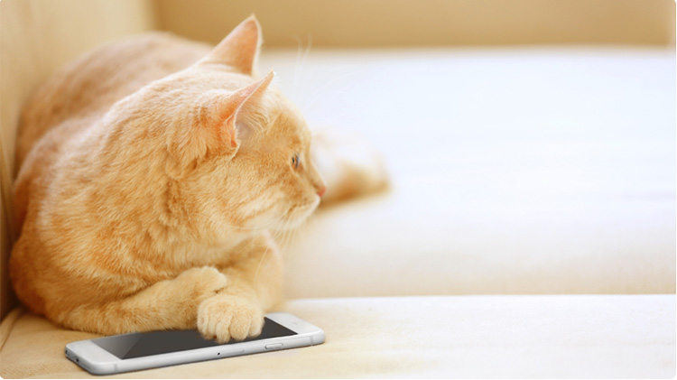 cat with mobile phone