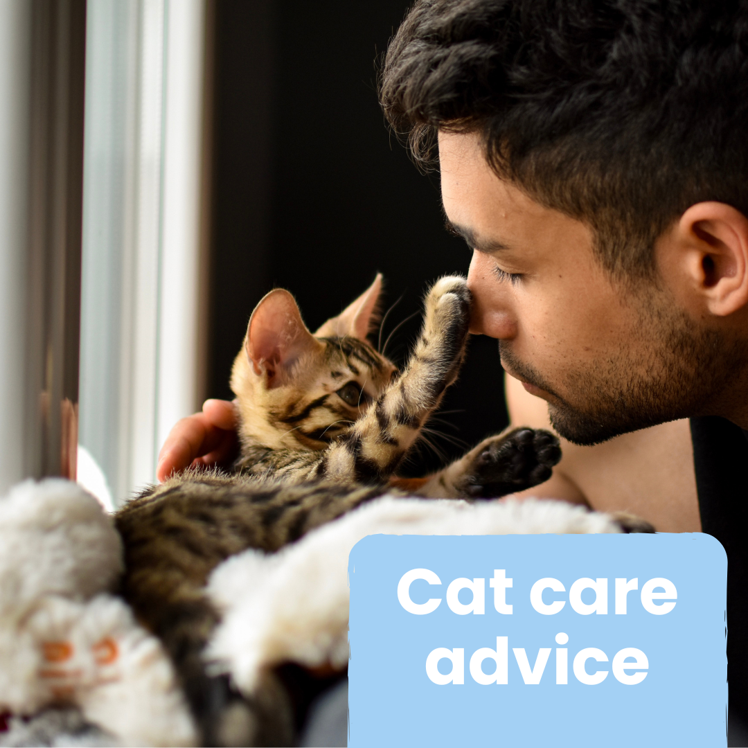 Click here for more cat care advice