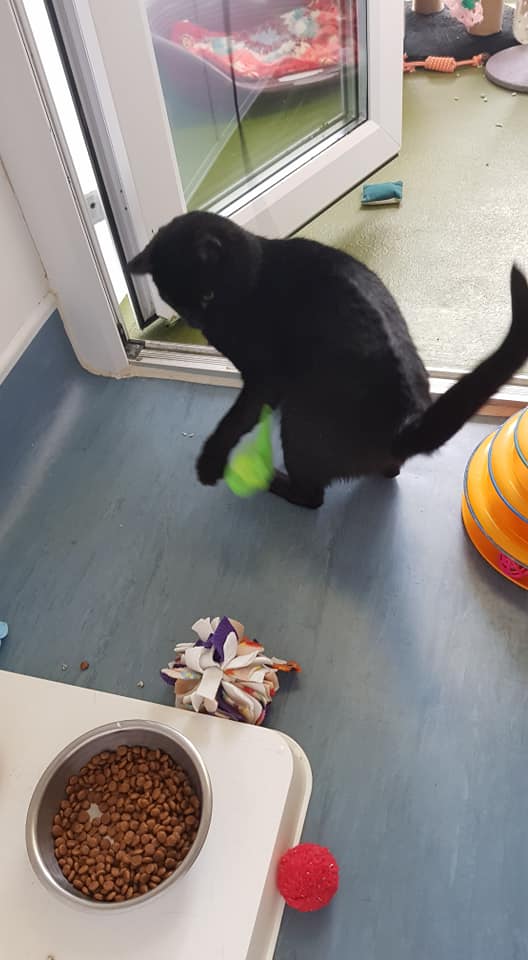black cat playing with a toy in a cattery