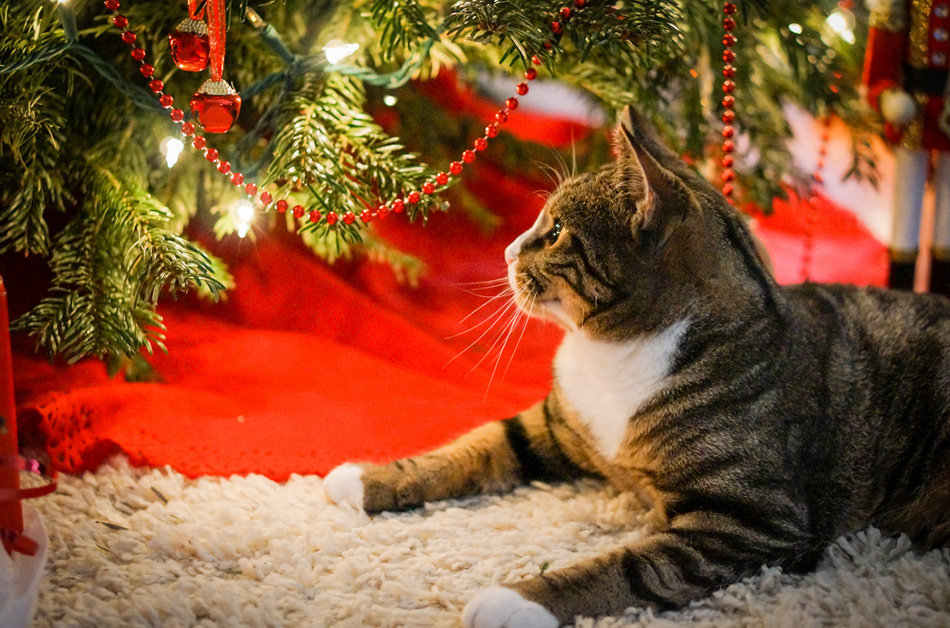 Cat underneath a Christmas tree