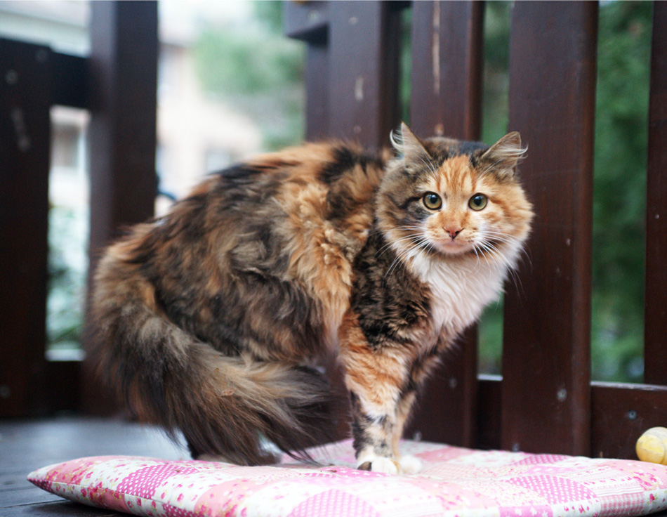 cat showing calming signals with arched back and wide eyes