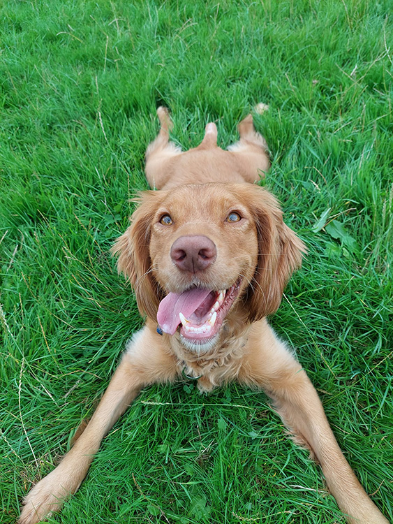 After picture of a happy spaniel dog