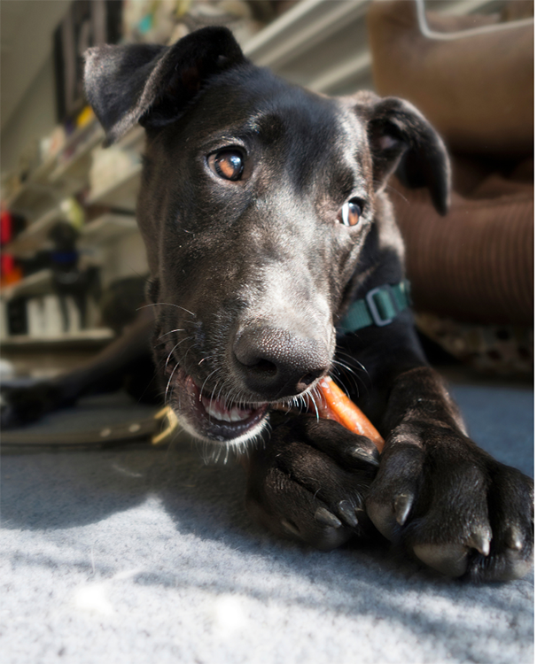 black lurcher dog chewing a bone-shaped toy