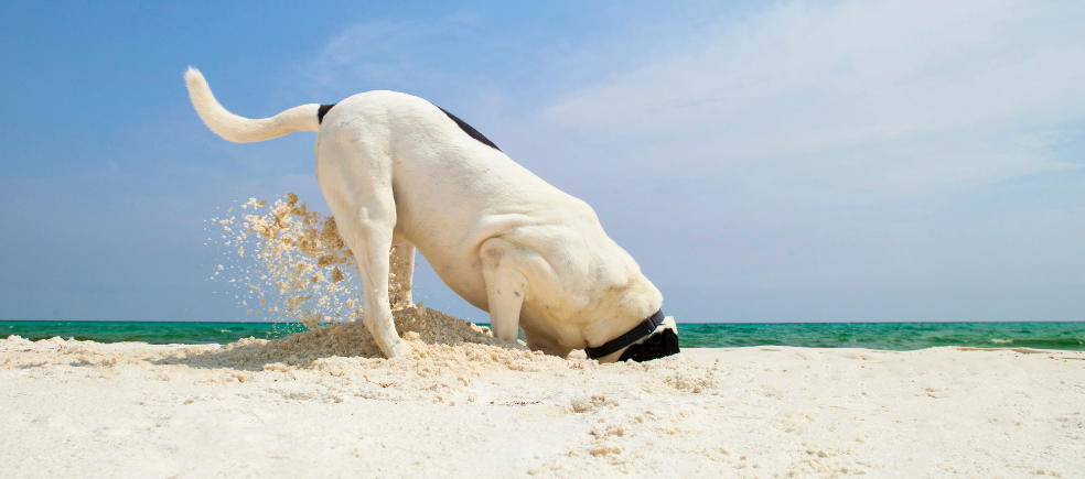Dog digging in the sand, as a pun for 'making changes'