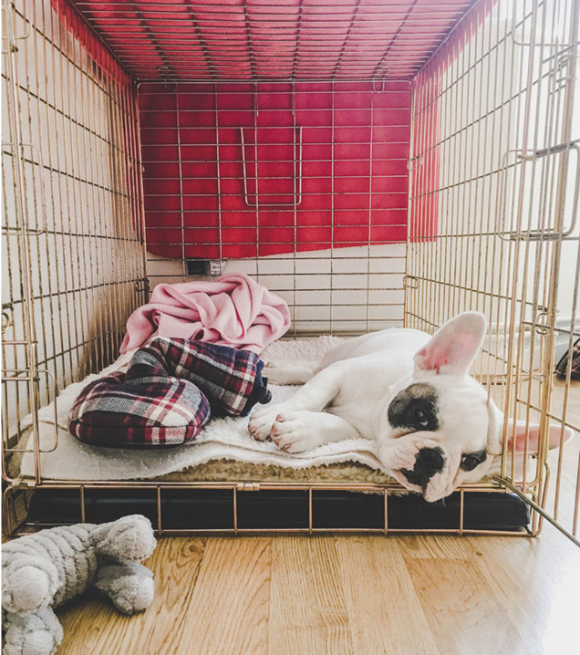 dog relaxing in crate