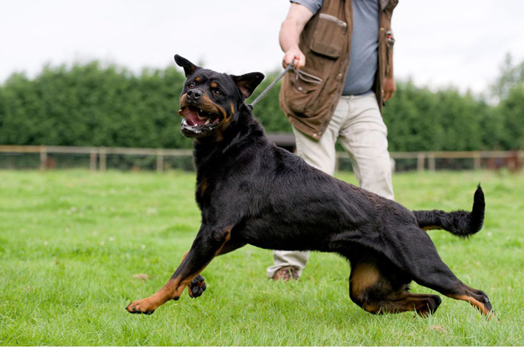 reactive dog lunging on lead