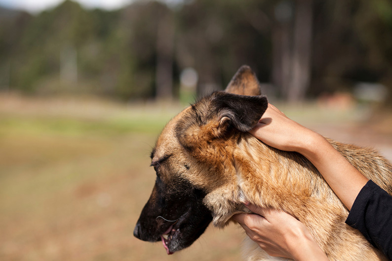 Dog using calming signal and avoidance