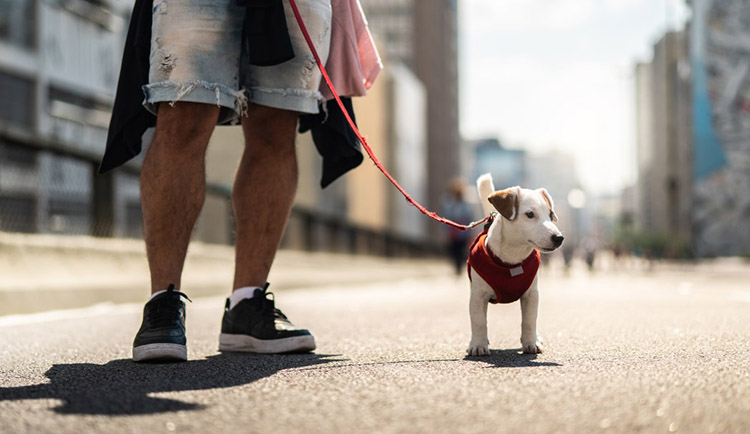 summer dog walking in the city can damage paws