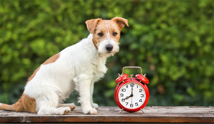 cute terrier dog with alarm clock